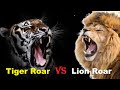 Tiger Roar VS Lion Roar - Tiger Roar VS Lion Roar Which is The Best