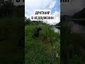 Выдержка легавой.#дратхаар #pointingdog #натаскалегавых #huntingdog