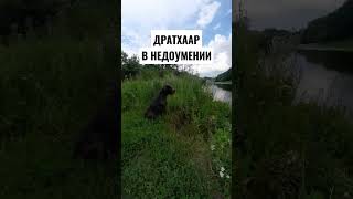 Выдержка легавой.#дратхаар #pointingdog #натаскалегавых #huntingdog