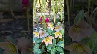 Sojourn week24 the Savannah is in full bloom #nature #dog #world #travel #dailyvlog