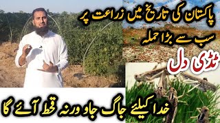 Locust (Tidi, ٹڈی ) attack, The biggest threat for Pakistan agriculture |Locust life cycle & control