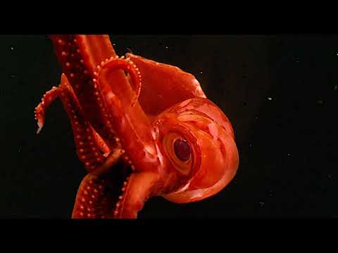 Mysterious red squid from deep sea YouTube