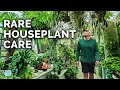 Secret houseplant care tips from a master houseplant grower