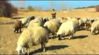 Mehmet Köse Dılımı Loyloy
