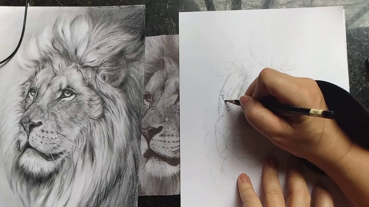 Como desenhar um leão realista: texturas