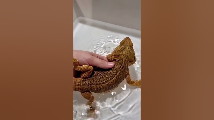Je fais prendre un bain à mon Pogona ! 🐸 #shorts