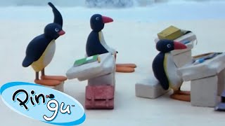 Pingu Goes Back To School 🐧 | Pingu - Official Channel | Cartoons For Kids