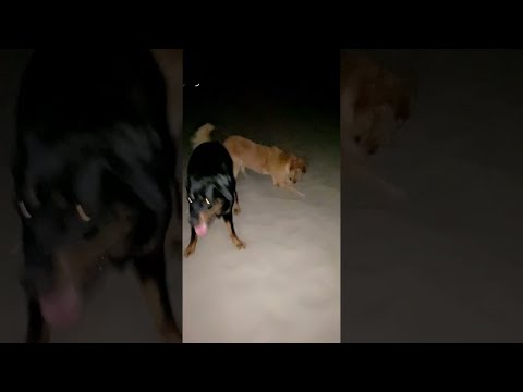 Dog Puts Heart