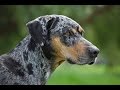 Catahoula Leopard Dog