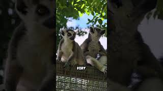 Ring-Tailed Lemurs Enjoying The Sun