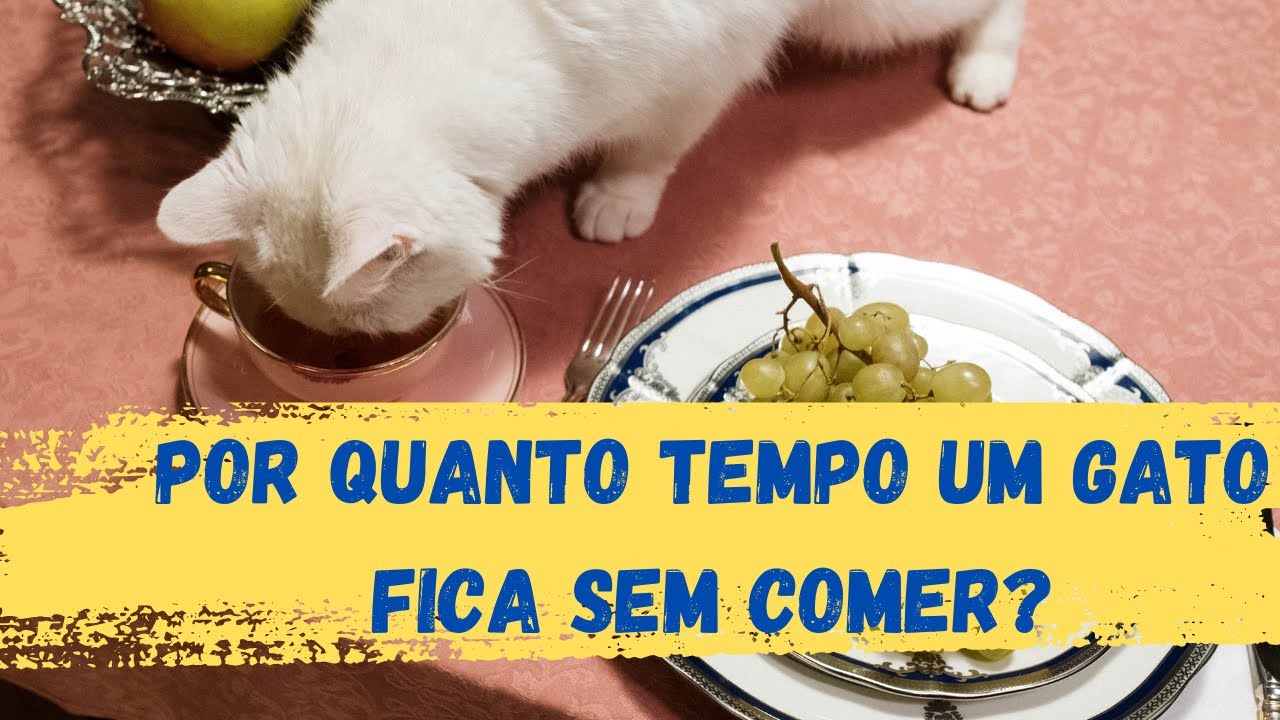 Por quanto tempo um gato fica sem comer? - YouTube