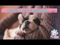 ¿Cómo educar a un cachorro? ¡Consejos para que NO lo muerda todo!  🐶 🐶 🐶