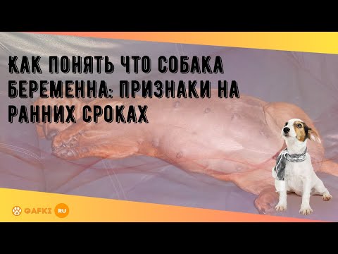 Как понять что собака беременна: признаки на ранних сроках