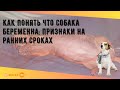 Как понять что собака беременна: признаки на ранних сроках