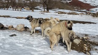 AZAP AZATI HAŞLAMIŞ AZATI YERİNDEN KALDIRAMADIM GELDİ YİNE AZAPA MUSALLAT OLDU !!