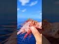 🌊🌊🌊Spikes, Scales, and Sunbeams #shorts #shortsviral #shortsvideo #colorfulfish #seafish #deepblue.