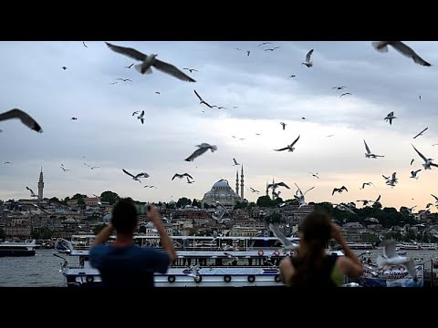 Видео: Капитан стамбульской команды спас чайку, сделав ей массаж сердца