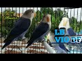 Harga Burung Lovebird Vio Df