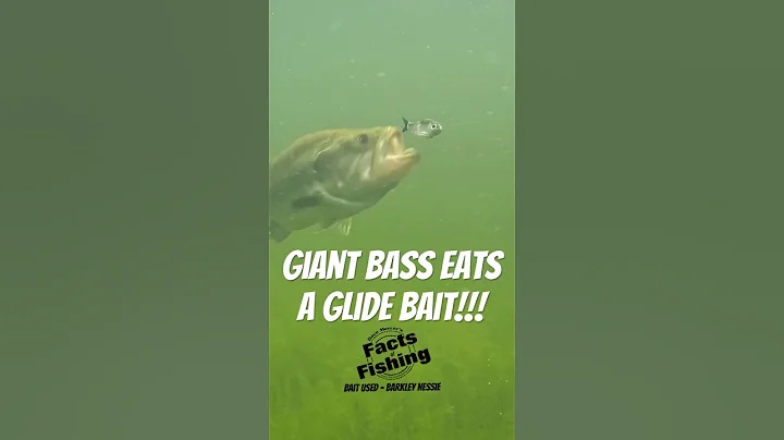 Giant Bass Eats a Glide Bait!!! #shorts