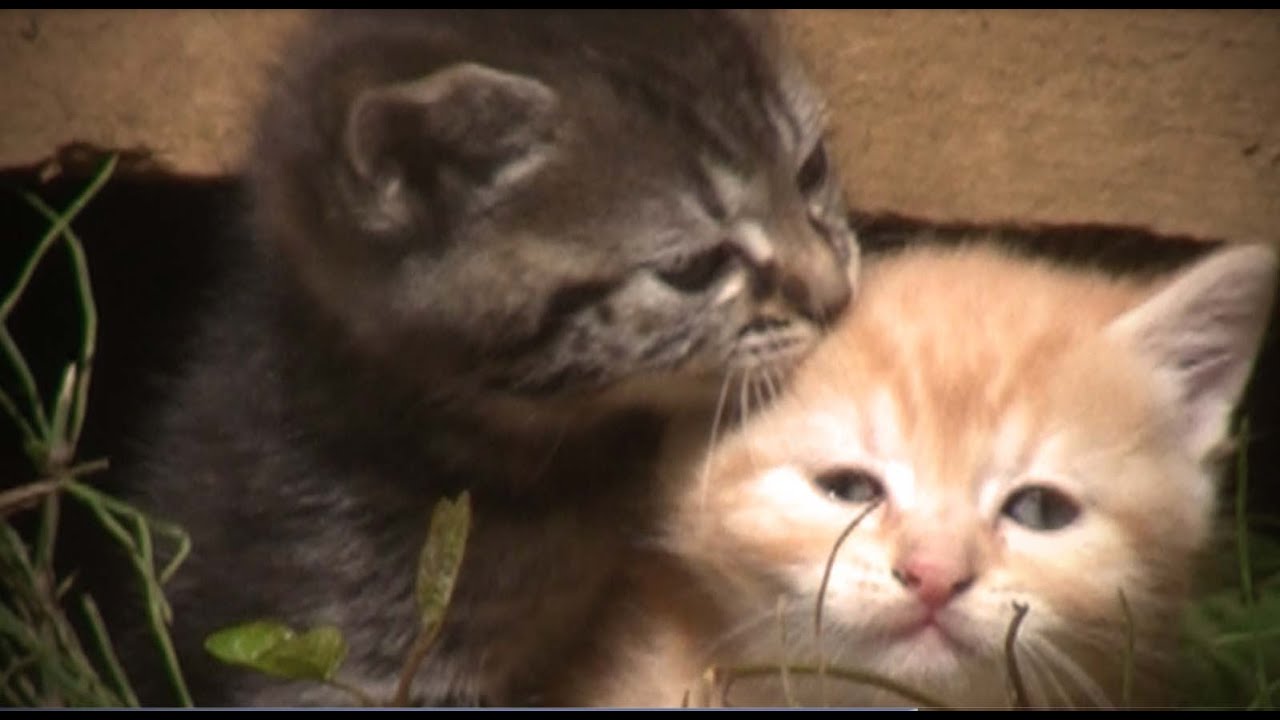 Maman Chat Et Ses Petits Chatons Trouves Dans Notre Jardin Youtube