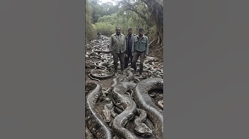 10 vùng đất NHIỀU RẮN NHẤT Thế Giới #shotrs #snake