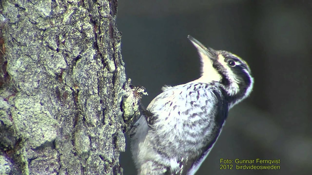 Eurasian Three Toed Woodpeckers Beauty Of Birds