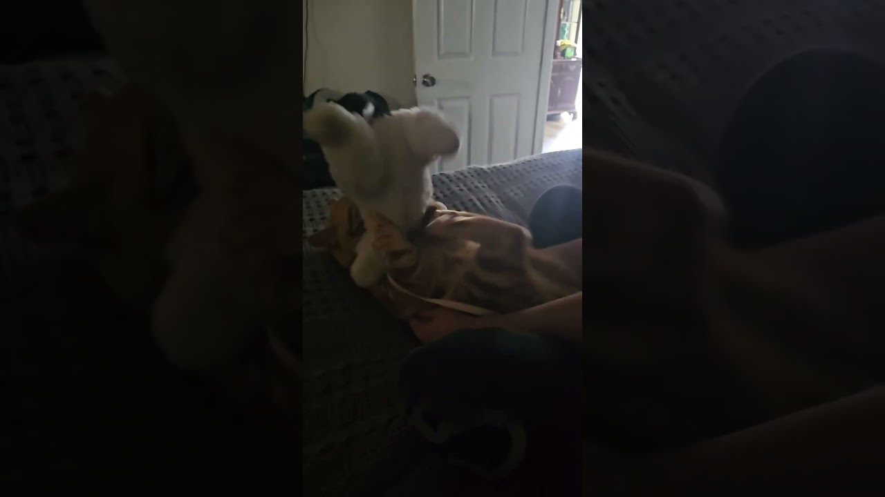 ORANGE CAT BEHAVIOR AT IT'S FINEST! CHEDDAR VS STUFFED KITTY 😹 