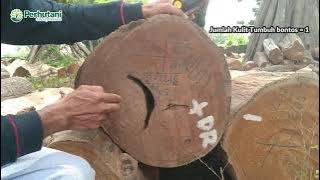 PENGENALAN CACAT KAYU KULIT TUMBUH