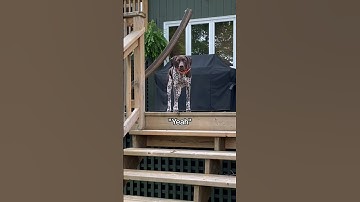 Everything I know I learned on the streets #gsp #germanshorthairedpointer #birddog #huntingdog