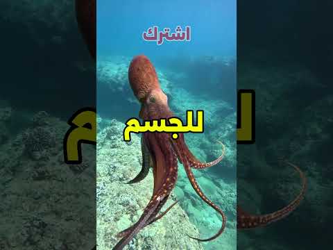ليه الأخطبوط عنده 3 قلوب السر أغرب مما تتخيل   