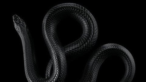 snake eat game • snake lite - worm snake game • watch full stream ~subscribe for more 