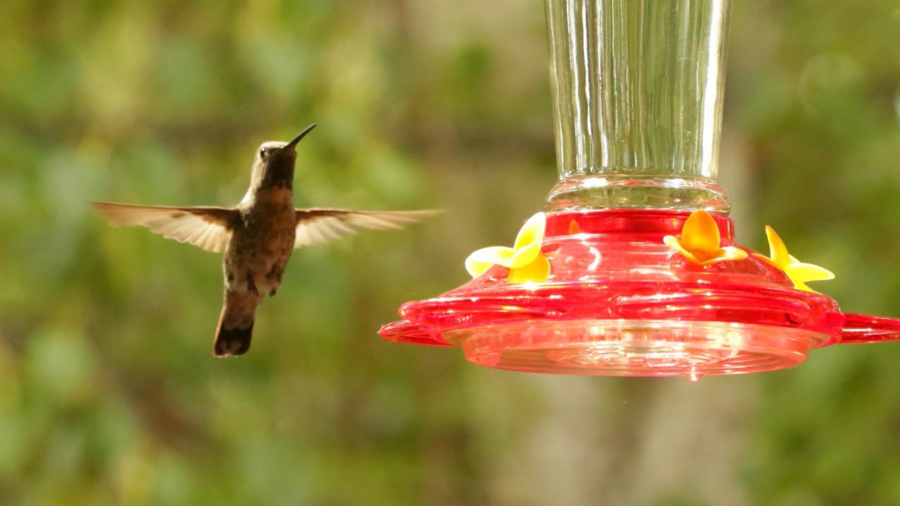 Hummingbird and Babies - YouTube