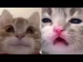 BEST FUNNY MEMES WITH CATS COMPILATION 9