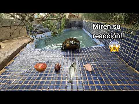 Mi tortuga prueba TODO esto... ¿Qué escogerá? El resultado os sorprenderá😨😨