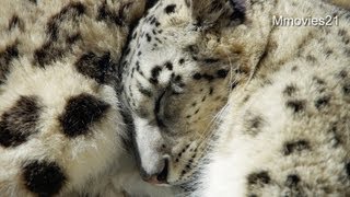 Heating spot  for Snow Leopard~ヒーティングスポットで昼寝するユキヒョウ