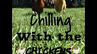 Chilling With The Chickens