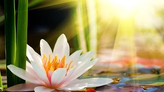 ВЫЛЕЧИТЬ ПОЧКИ И ПОХУДЕТЬ, ВЫПОЛНЯЯ ПО УТРАМ 2 ДАОССКИХ УПРАЖНЕНИЯ ВЫЛЕЧИТЬ ПОЧКИ И ПОХУДЕТЬ, ВЫПОЛНЯЯ ПО УТРАМ 2 ДАОССКИХ УПРАЖНЕНИЯ