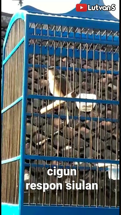 cigun / ciblek gunung bunyi respon siulan