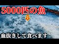 この魚を全て買って皆様に届けたい。