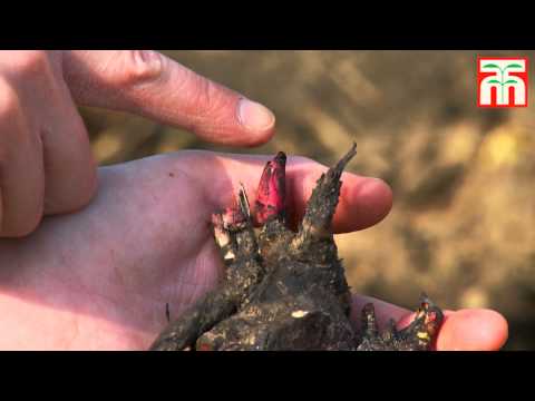 Video: Hvornår og hvordan plantes pæoner?