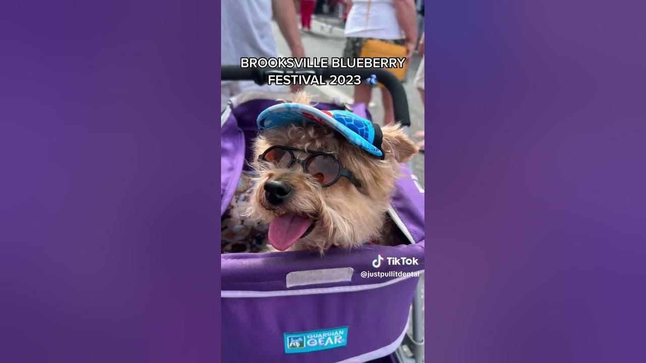 Downtown Brooksville Blueberry Festival 2023 Brooksville , FL YouTube