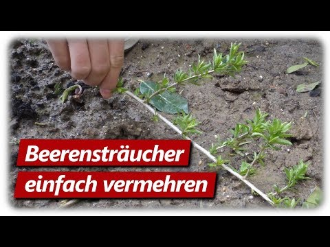 Video: Probleme mit Boysenbeeren – Häufige Probleme mit Boysenbeeren erkennen und behandeln