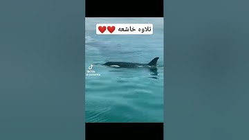تلاوه خاشعه ❤️❤️ #تلاوة_خاشعة #تلاوات #القرآن_الكريم #viralvideo #اكسبلورفولو #اكسبلور #video #لايك
