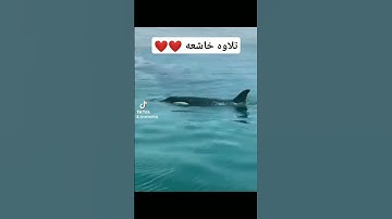تلاوه خاشعه ❤️❤️ #تلاوة_خاشعة #تلاوات #القرآن_الكريم #viralvideo #اكسبلورفولو #اكسبلور #video #لايك