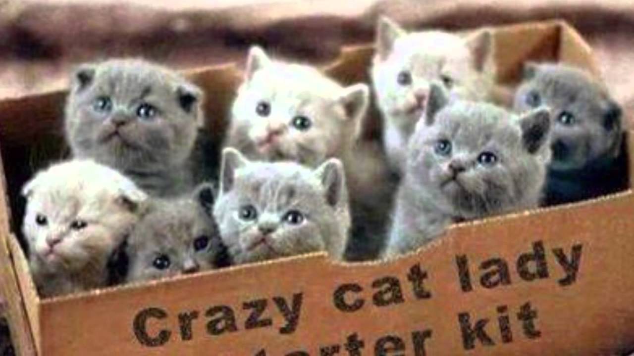 Crazy Cat Lady Starter Kit - YouTube