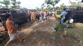 Bubar Sapi Nya Pada Lari Oleng Pas Baru Turun Di Pasar