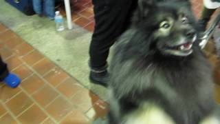 Clancy doing tricks at AKC Meet the Breed 2017 Westminster Dog Show