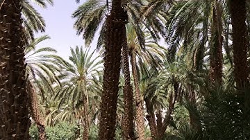 دحيم الحماد تلاوة من سورة هود في وادي الدواسر ١٤٤١هـ