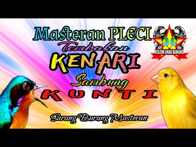 Masteran Pleci Tembakan Kenari Sambung Kunti Suara Jernih class=