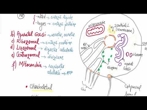 Video: Nucleaza descompune acizii nucleici?